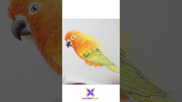 រៀនគូររូបសត្វសេក-How drawing Conure parrot by colored pencil? #drawing #art #learncolors #howtodraw смотреть онлайн