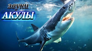 Какие звуки издает акулы? | Звуки акулы в дикой природе