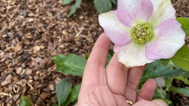 Vlog 246 - Всё о морознике смотреть онлайн