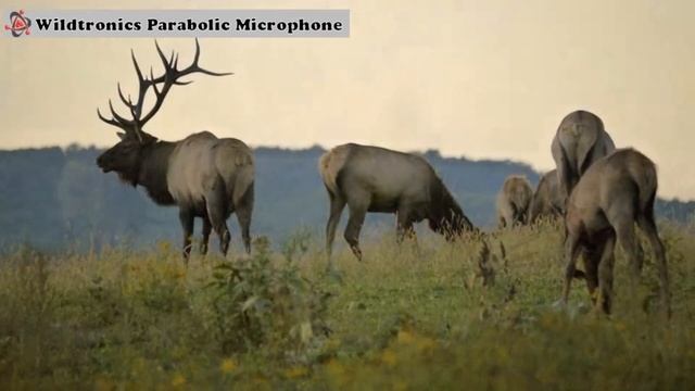 Elk recorded with a Stereo Parabolic Microphone смотреть онлайн