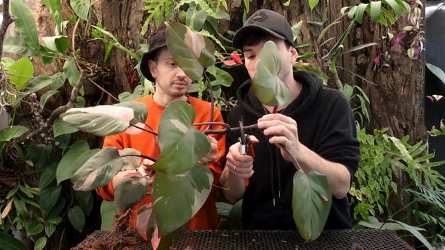 Como reproducir el Philodendron Pink princess, tutorial paso a paso смотреть онлайн