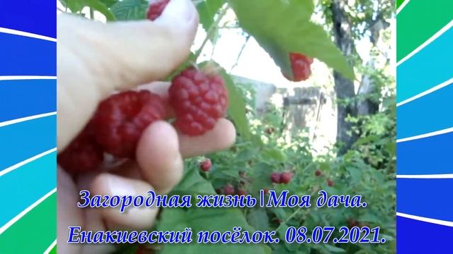 "Дачные истории". 08.07.2021 | Ягода-малина. смотреть онлайн