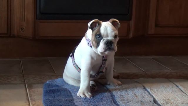 БульдогФИЛ Марк Аврелий)) Готовимся в консерваторию:-) смотреть онлайн