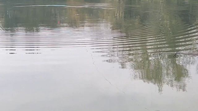 Карповая рыбалка , поплавок Matrix Waggler в полводы , на пеллетс и кукурузу ! смотреть онлайн