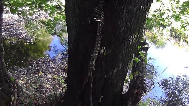 Скелет косули смотреть онлайн