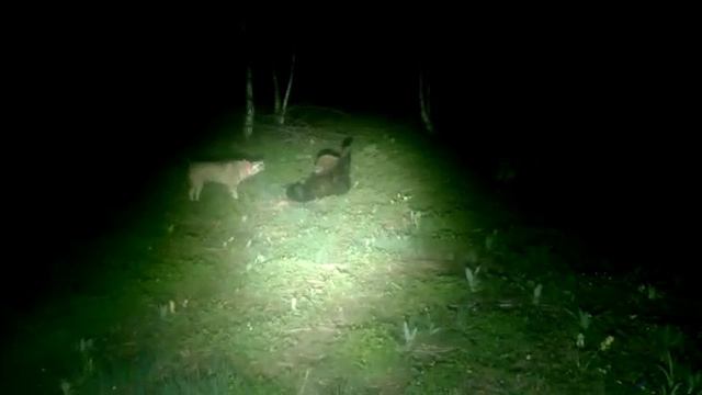 Охота на медведя, подранок(Чергей,Айу-Кичпес) смотреть онлайн