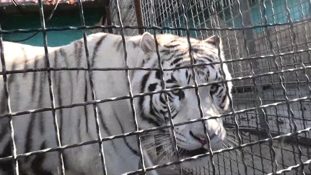 Умный, огромный Султан - белый бенгальский тигр! Smart, huge Sultan - white Bengal tiger! смотреть онлайн