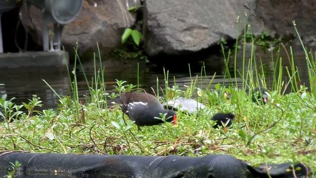 Samsung WB800F Movie Sample #2 (21X, mother birds feeding) смотреть онлайн