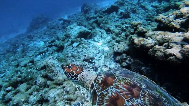 РАЙ НА ЗЕМЛЕ СУЩЕСТВУЕТ ?? Мое первое видео на Мальдивах ☀️ Dusit Thani Maldives 5* Resort смотреть онлайн