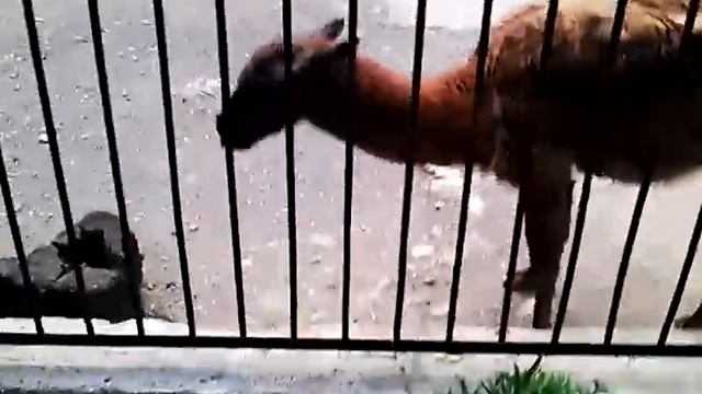 Social problems in Almaty's zoo! смотреть онлайн