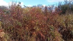 Быстрый способ сбора шиповника. Комбайн в помощь!!!