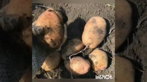 Картофель без окучивания, сорт «Красавчик»