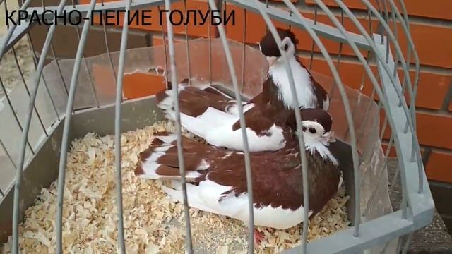 Красно - Пегие турманы. | Порода короткоклювых голубей. смотреть онлайн