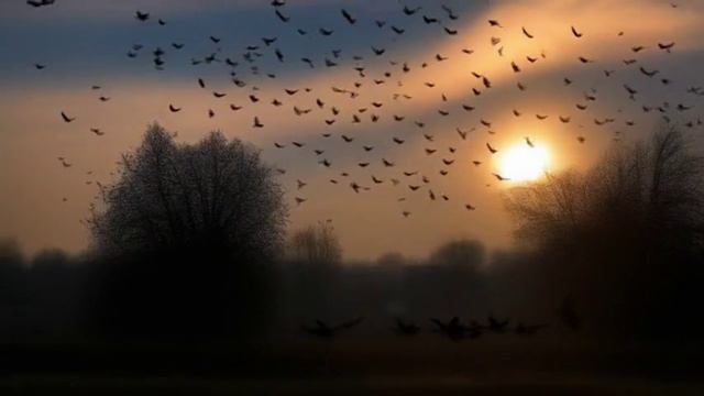 Amanecer (Ambient, Neoclassica, Classical Crossover)