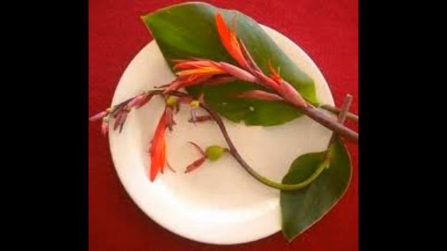 Achira (canna indica) смотреть онлайн