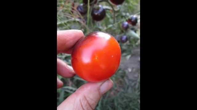 томат Индиго Роуз смотреть онлайн