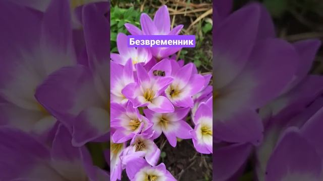 Безвременник. Еще народное название - осенний крокус смотреть онлайн