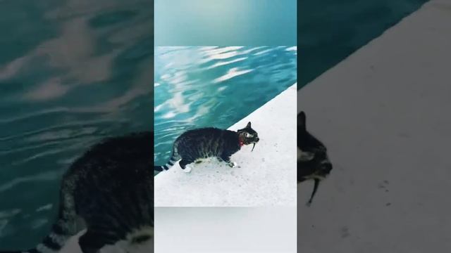 Мастер-класс по рыбалке от Кошки. Рыбалка в самом разгаре. Черное море смотреть онлайн