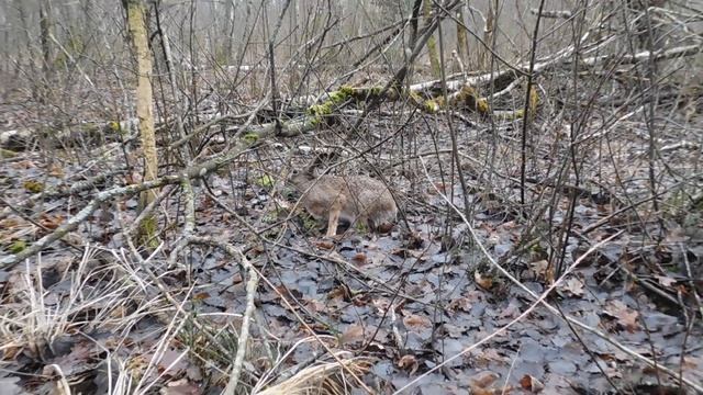 Поиск рогов оленя. Фото охота 29 января 2020 г. смотреть онлайн