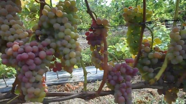 Виноград к-ш Эйнсет сидлис на 14.08.23г. смотреть онлайн