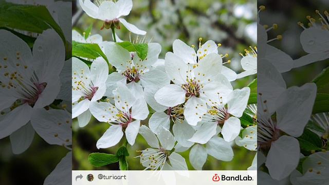 Spring Generative от DJ TuriaArt смотреть онлайн