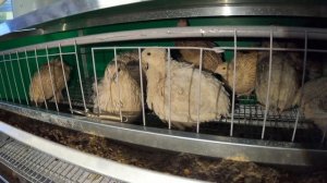 Какая порода ПЕРЕПЕЛОВ лучше ? / СЕЛАДОН , ФЕНИКС , ФЕЯ / питомник Мари Мистик ПТИЦЫ / голубые яйца