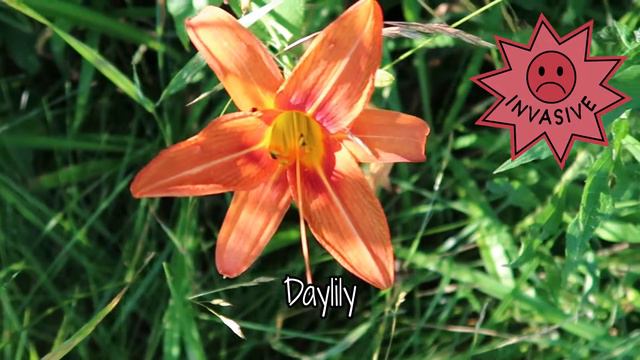 Finding Native and Invasive Plants смотреть онлайн