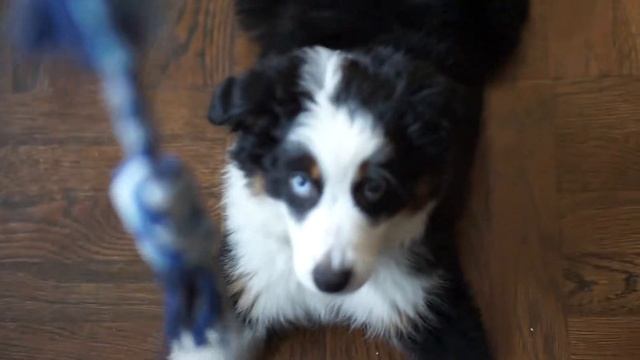 Lily at 3 months, Tri-colored Mini Aussie смотреть онлайн