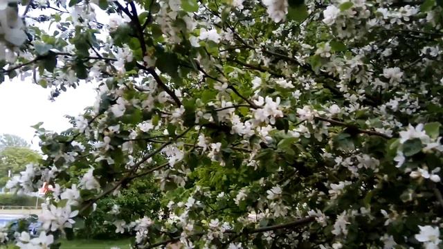 VID 20220604 204319 У человека голова и руки...1969 (Гл. Горбовский)...Павел Васильев Лахтинский смотреть онлайн