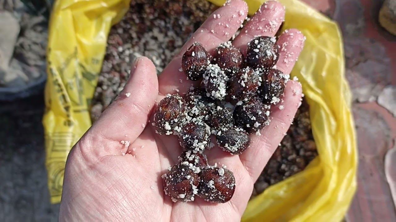 турецкая лещина не проросла. моя неудача. смотреть онлайн