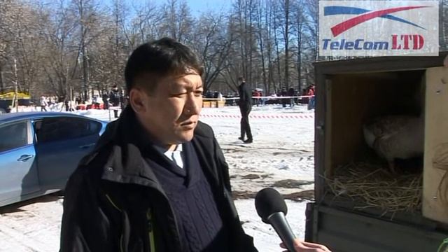 Гусиные бои 2015 смотреть онлайн