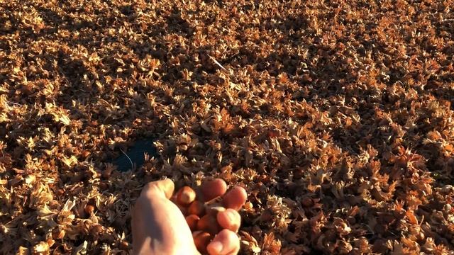 Фундук Трапезунд или итальянские фундуки лещины. смотреть онлайн