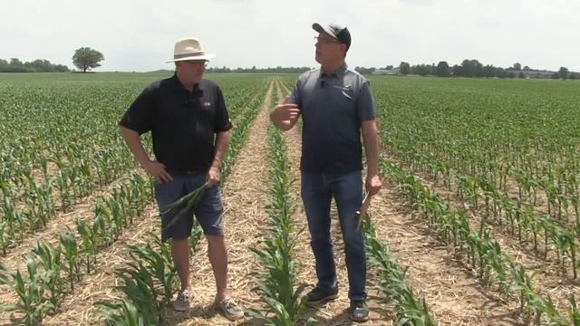 Corn School: What you need to know about tissue testing смотреть онлайн