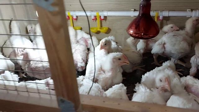 ‼️Больше такого не будет‼️ Это беда, держать вместе цветного и белого бройлера. Вес ЦБ в 3 недели. смотреть онлайн