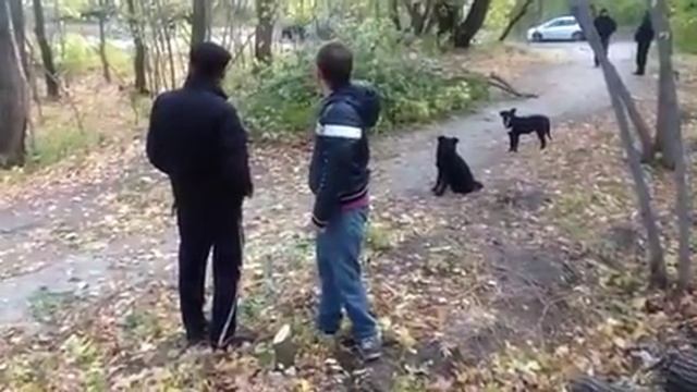 Прохожие за вырубку больных деревьев смотреть онлайн