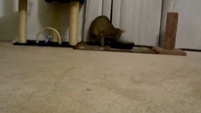 Gremmy the 75% Jungle Cat Hybrid playing with a rotating mouse toy смотреть онлайн