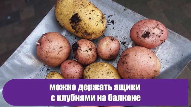 Опытные огородники такой ошибки не сделают! Вот как на самом деле нужно хранить картофель смотреть онлайн