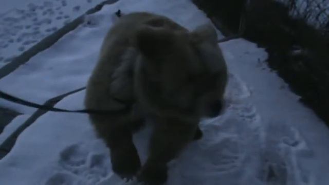 Получил от Малой Медведицы Чадуси:) смотреть онлайн