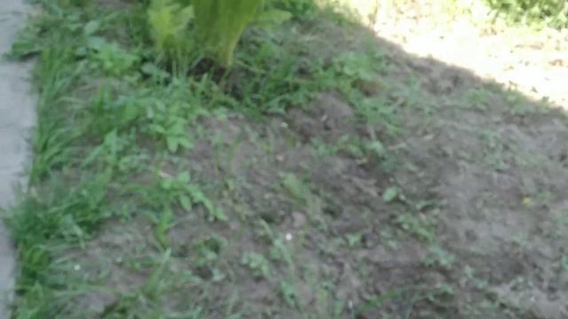 Мои догонялки с сестрой на даче смотреть онлайн