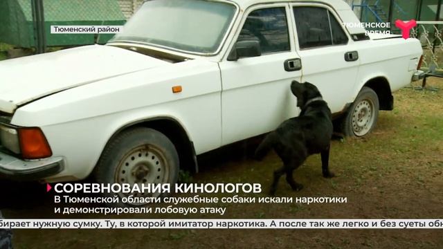 Соревнования кинологов смотреть онлайн