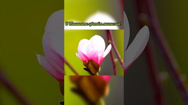 ?? В Ташкенте красиво цветёт магнолия! ?Когда магнолия цветёт, душа ликует и поёт!?? смотреть онлайн