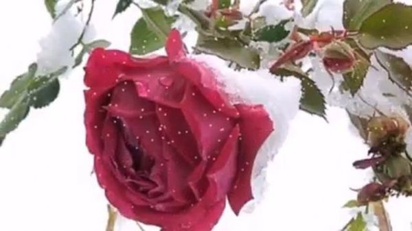 ЗАМЕРЗАЛИ РОЗЫ