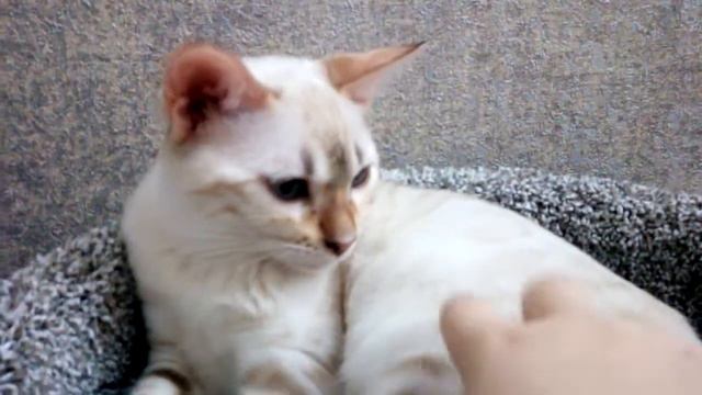 Снежный БЕНГАЛ!!!