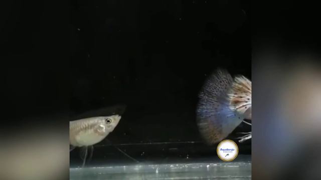 Гуппи (Poecilia reticulata)Part.14 смотреть онлайн