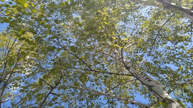 17 мая.ДЕНЬ ПЕЛАГЕИ.Приметы и традиции старины смотреть онлайн