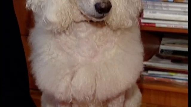 Пудель. Всеобщий любимец. смотреть онлайн