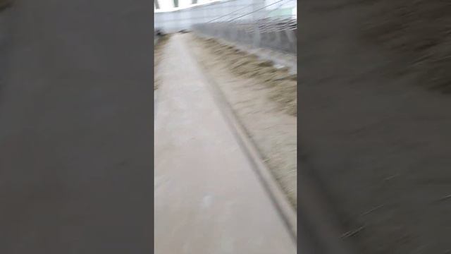 Молочная ферма Milk farm смотреть онлайн