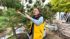 Новый выпуск: А поговорить... Почему желтеет хвоя у сосны осенью«Садовый Центр «Зеленый Дом»»