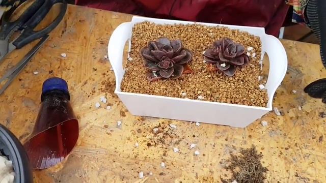다육이 몰라코와 함께합니다 succulent plant 친절한광자씨 смотреть онлайн