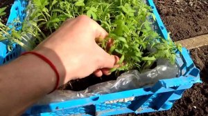 Пикировка рассады помидор в парник